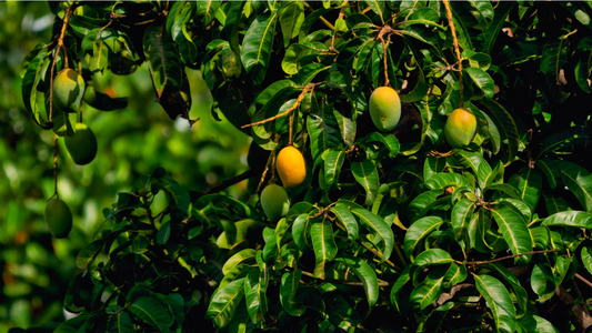 Van boom tot meubelstuk: een kijkje in de oorsprong van mangohout