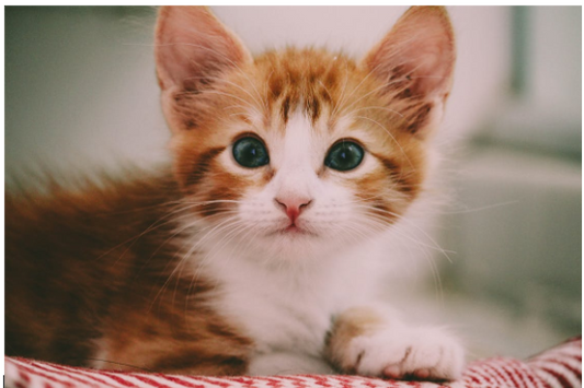 Welke meubels zijn ideaal voor een huis met dieren?