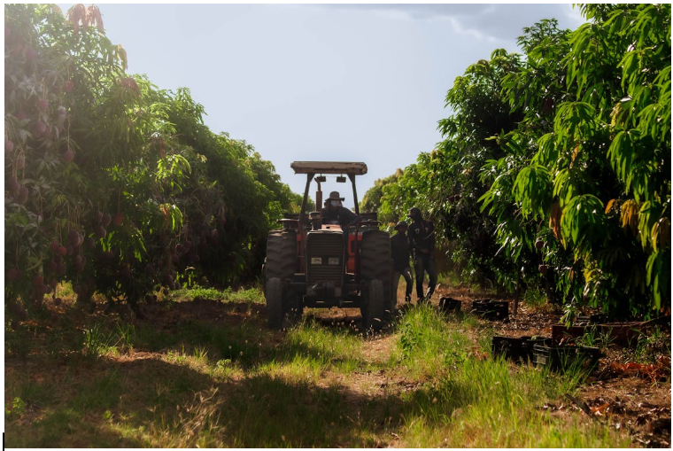 De geschiedenis van mangohout: van brandhout tot luxeproduct